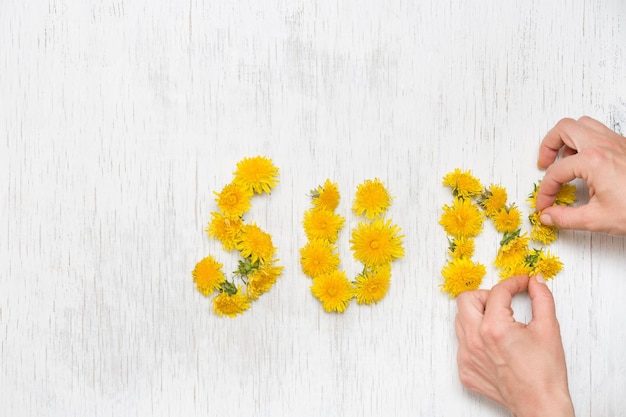 Mains de femme et petit mot jaune soleil fait de pissenlits sur le fond en bois blanc Vue de dessus Concept printemps été Fleurs sur fond blanc Fille faisant soleil de pissenlits