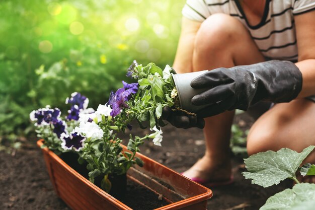 Mains de femme plantant des fleurs de pétunia en pot. Concept d'horticulture et de jardinage.