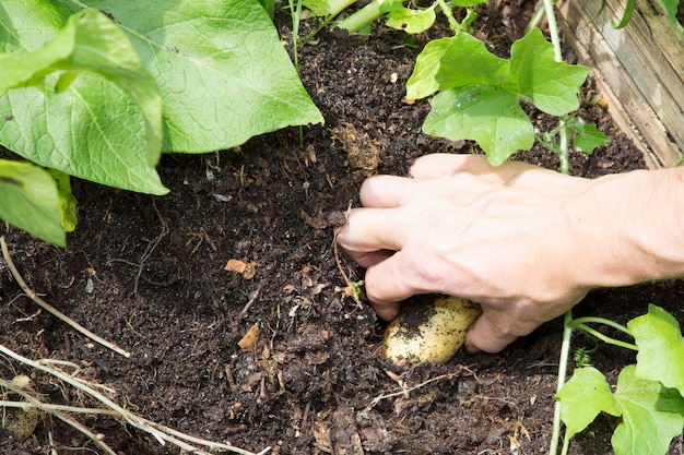 Mains, femme, récolte, frais, organique, pommes terre, sol, jardin