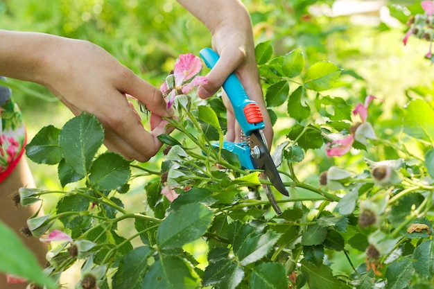 Mains de femme avec sécateur coupant les fleurs fanées sur rosier