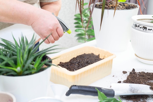 Les mains d'une femme sèment des graines de fleurs dans un pot