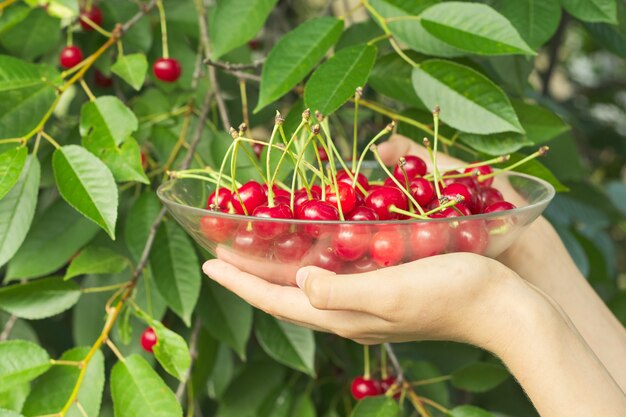 Mains de femme tenant un bol de cerises rouges fraîches mûres