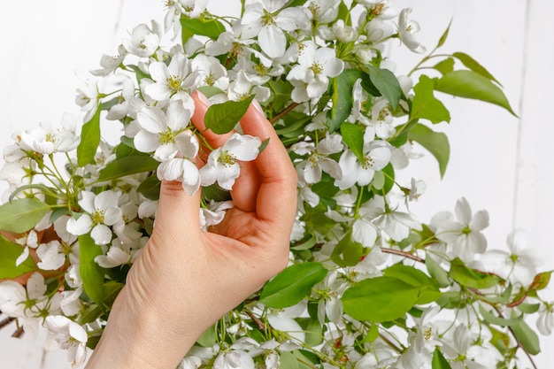 Mains de femme tenant la fleur de pommier dans ses mains