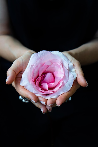 Mains de femme tenant une fleur rose sur fond noir