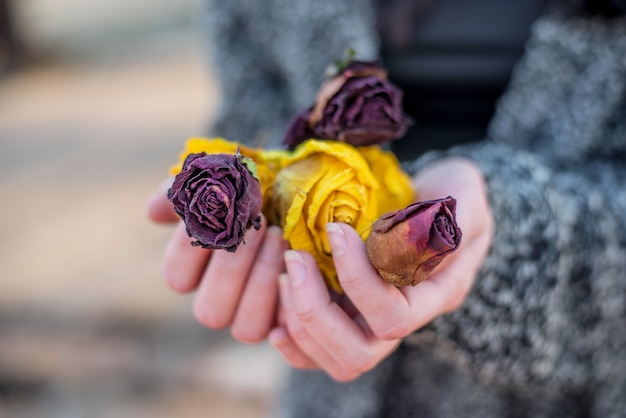 Mains de femme tenant des fleurs séchées de roses rouges et jaunes