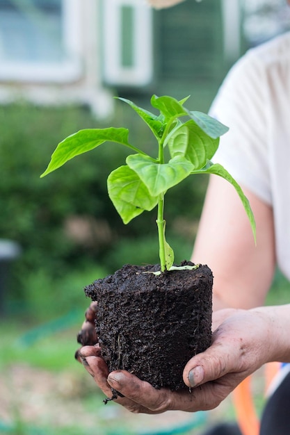 Mains de femme tenant une jeune plante de paprika avec sol