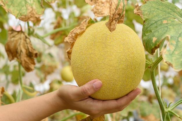 Mains de femme tenant le melon dans la ferme de melon.