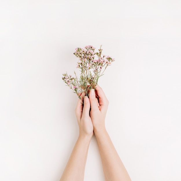 Les mains de femme tiennent des fleurs sauvages sur fond blanc. Mise à plat, vue de dessus