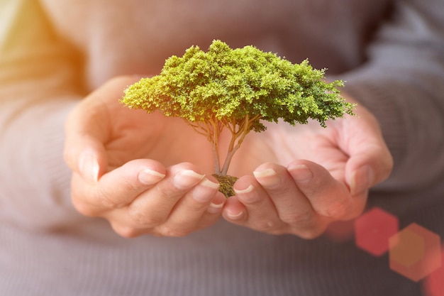 Les mains de la femme tiennent un petit arbre