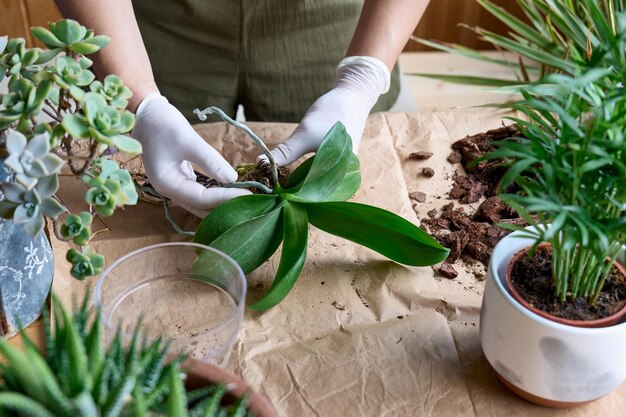 Les mains d'une femme transplantant une orchidée dans un autre pot sur la table.
