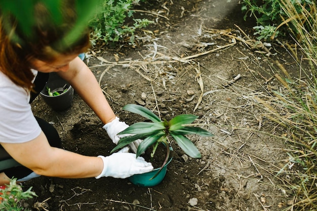 Des mains de femme transplantant une plante dans un nouveau pot