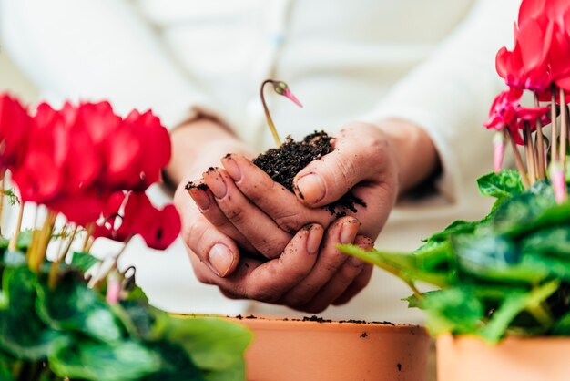 Les mains de la femme transplantent une plante dans un nouveau pot.