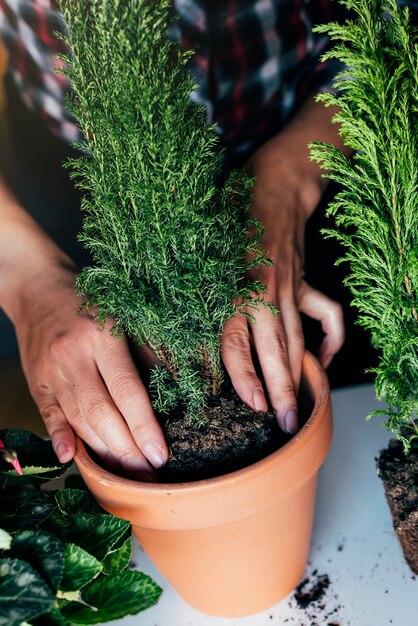 Les mains de la femme transplantent une plante dans un nouveau pot.