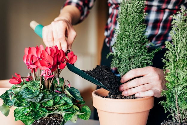 Les mains de la femme transplantent une plante dans un nouveau pot.