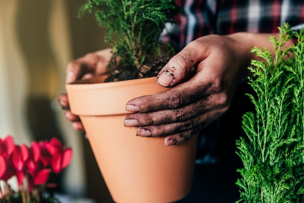 Les mains de la femme transplantent une plante dans un nouveau pot.