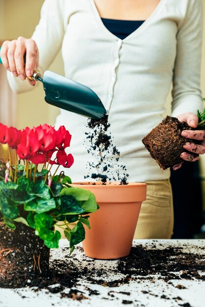 Les mains de la femme transplantent une plante dans un nouveau pot.