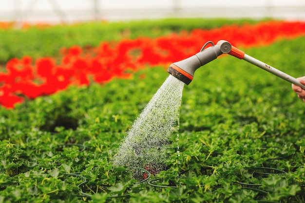 Mains de femmes arrosant des fleurs et des feuilles vertes dans le jardin