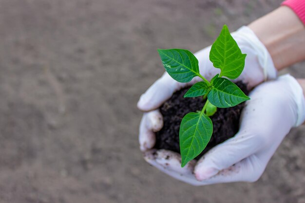 Les mains des femmes et des enfants tiennent une plante de paprika avec de la terre Plantation au début du printemps