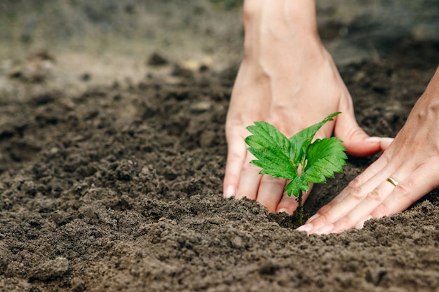 Les mains des femmes font germer le sol, gros plan