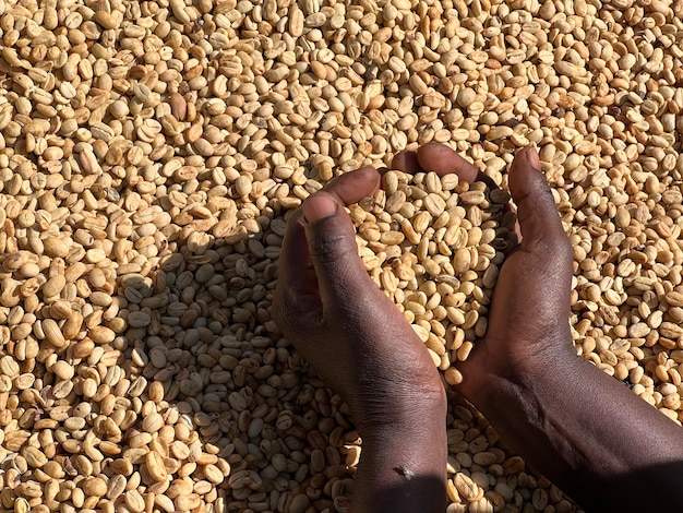 Les mains des femmes montrant des grains de café secs dans le processus de séchage du miel dans la région montagneuse de Sidama en Éthiopie