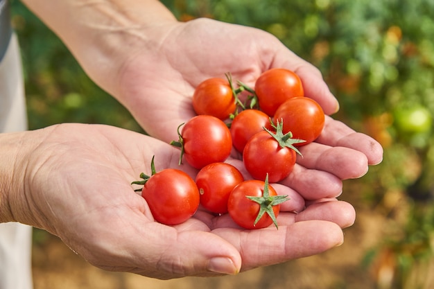 Les mains des femmes récoltant des tomates fraîches dans le jardin dans une journée ensoleillée Agriculteur cueillant des tomates biologiques. Concept de culture de légumes.