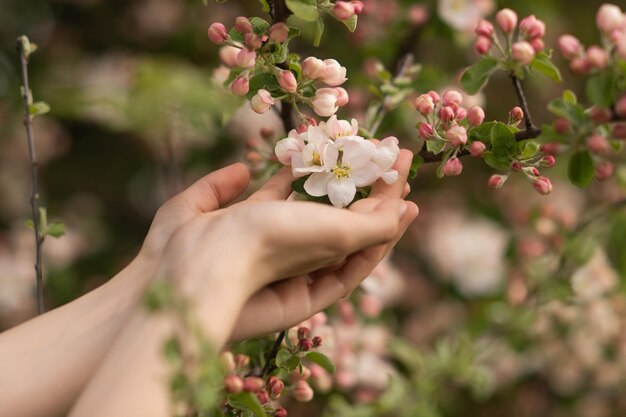Les mains des femmes tiennent une brindille avec des fleurs de cerisier blanc et de pommier