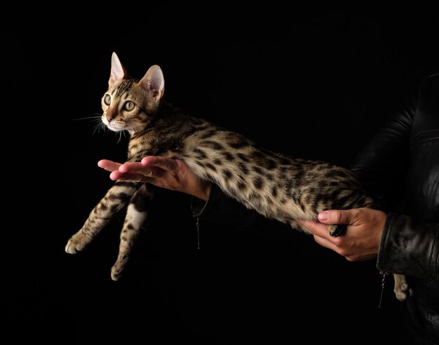 Des mains de femmes tiennent un chat de race Bengal.