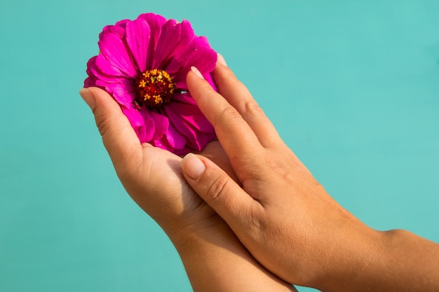 Les mains des femmes tiennent une fleur dans leurs paumes. Soins de la peau des mains et des ongles