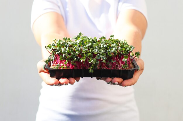 Les mains des femmes tiennent des microgreens de radis rouge poussant des microgreens des aliments sains concept de régime alimentaire végétalien