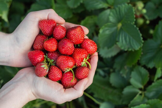 Les mains des femmes tiennent une poignée de fraises fraîches