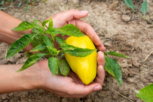 Les mains des femmes tiennent un poivron jaune doux suspendu à une branche Récolte de jardinage zones rurales Légumes délicieux et sains