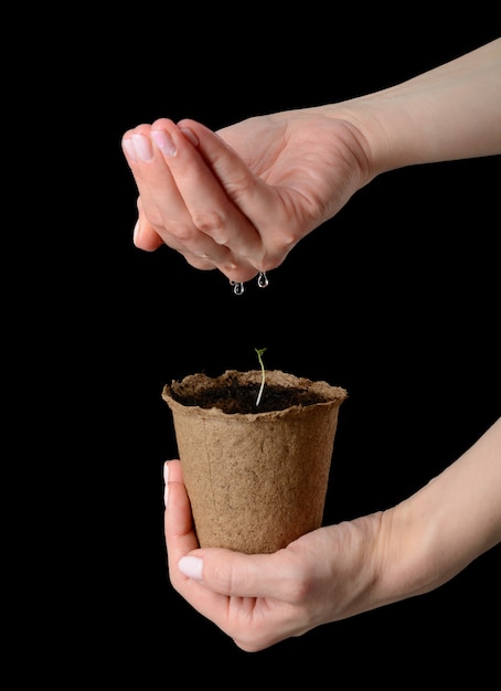 Les mains des femmes tiennent un pot de tourbe avec des semis et arrosé