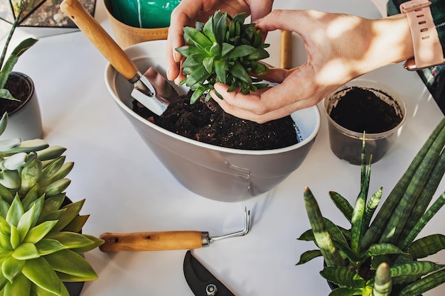 Les mains des femmes transplantant des succulentes dans un pot pour faire une composition verte décorative