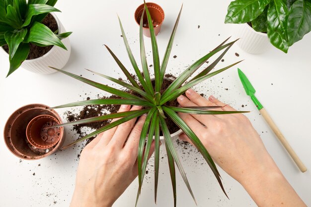 Les mains des femmes transplantent la plante dracaena dans un nouveau pot de fleurs. Le concept de soins des plantes.