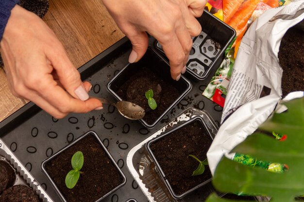 Les mains des femmes transplantent des semis de concombre dans des comprimés de tourbe dans des pots en plastique avec de la terre