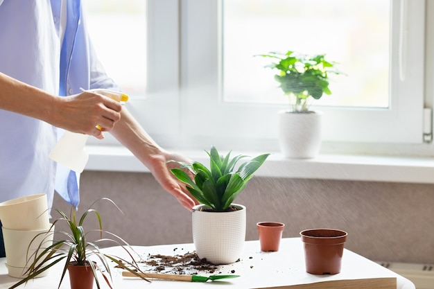 Les mains des femmes vaporisent la plante dracaena après l'avoir transplantée dans un nouveau pot de fleurs. Le concept de soin des plantes