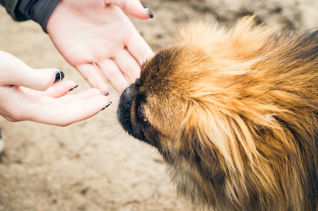 Mains de la fille et un chien pekingese mignon