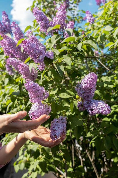 Mains d'une fille parmi un buisson lilas en fleurs avec de belles fleurs lilas