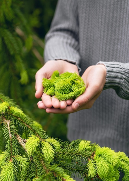 Mains de fille tenant des jeunes sapins vert clair fraîchement cueillis pour faire du sirop contre la toux de sapin ou du miel