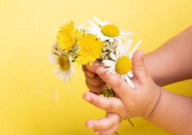 Mains avec des fleurs de marguerite à la camomille