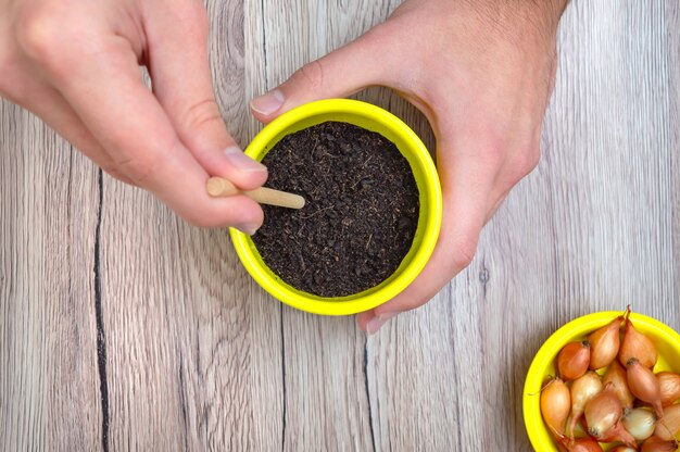 Les mains font des trous dans le sol pour planter des oignons, gros plan. Planter des légumes biologiques à la maison.