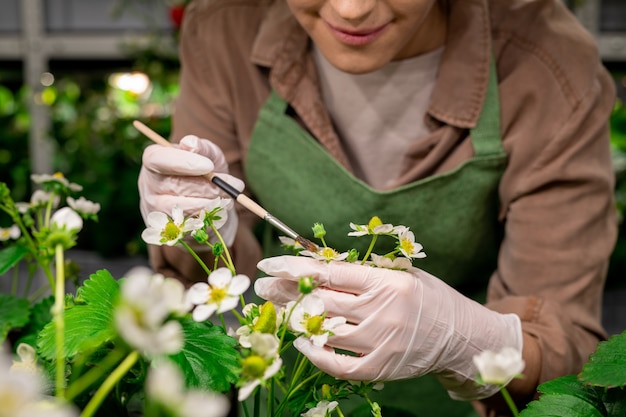 Mains gantées d'un ouvrier agricole vertical utilisant une brosse tout en tenant une fleur de fraise pendant la pollinisation artificielle des semis voisins