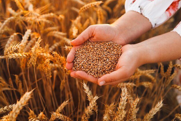 Mains avec grain de blé sur le champ gros plan de récolte