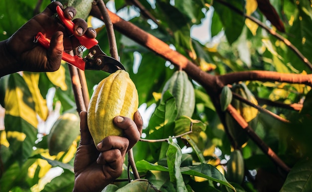 Les mains en gros plan d'un producteur de cacao utilisent des cisailles pour couper les cabosses de cacao ou les fruits mûrs