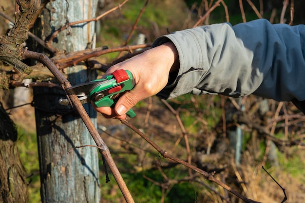 Mains de l'homme branche de coupe de vigne vigne taille de la vigne