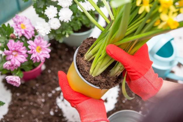 les mains de l'homme dans les gants rouges, repiquage des fleurs