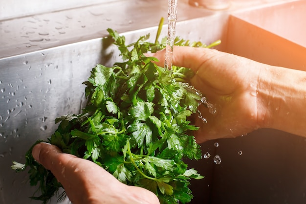 Les mains de l'homme lavent le persil. Persil sous l'écoulement de l'eau. Ingrédient pour un apéritif délicieux. Seulement des verts de haute qualité.