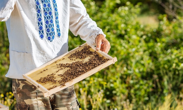 Mains de l'homme montre un cadre en bois avec des nids d'abeilles sur le fond de l'herbe verte dans le jardin