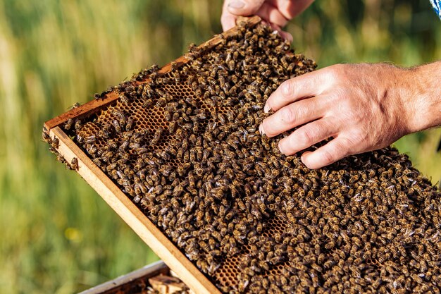 Mains de l'homme montre un cadre en bois avec des nids d'abeilles