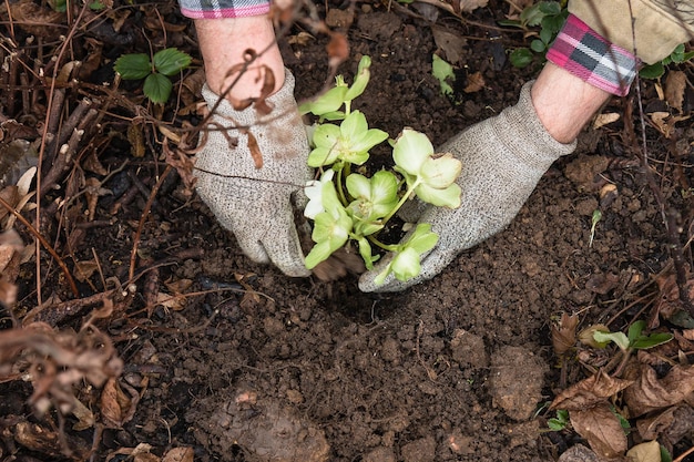 Les mains de l'homme plantant une fleur